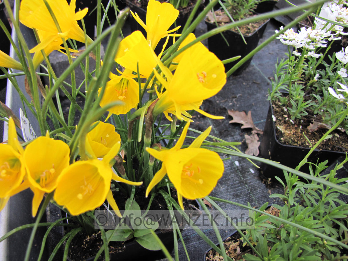 Narcissus bulbocodium Golden Bell 01.JPG